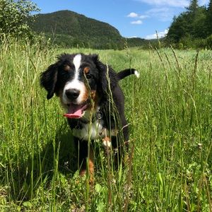 Meet your Posher, Morgan